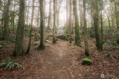 a view of a forest with trees