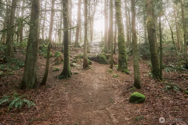 a view of a forest with trees
