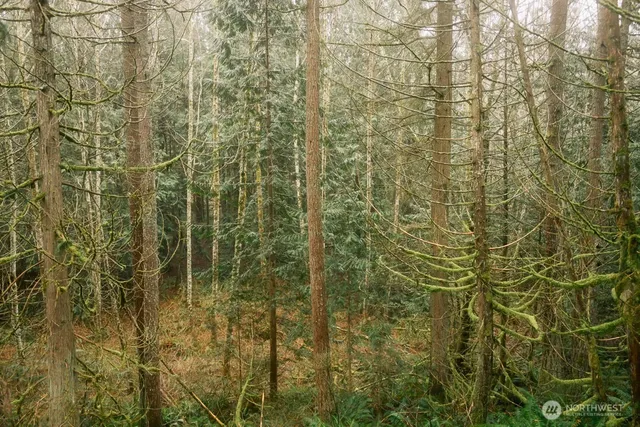 a view of a yard with large trees