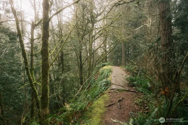 a view of a lush green forest next to a tree