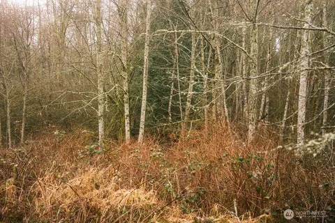 a view of forest