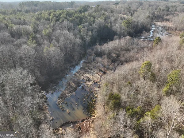 a view of a forest with large trees