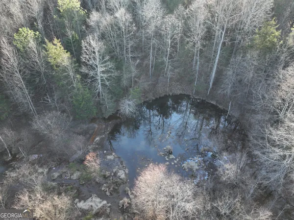 a view of a forest with trees
