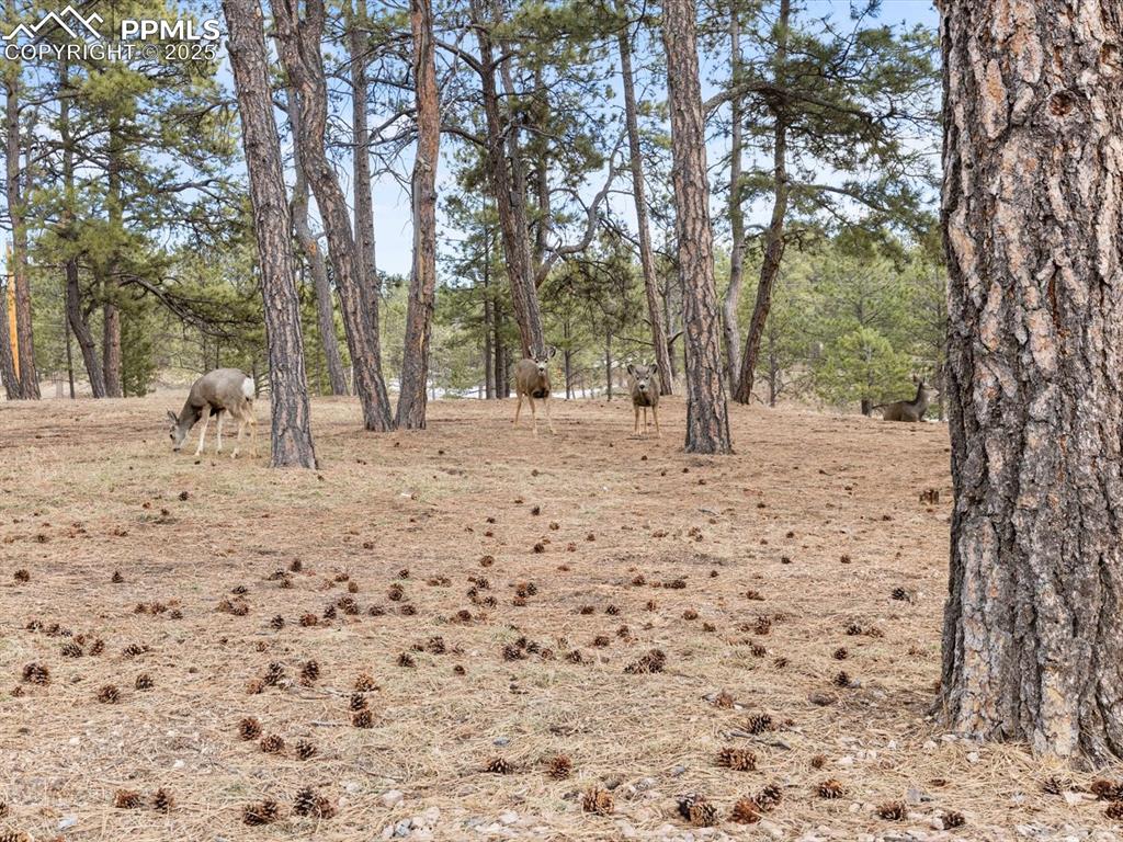 10530 Hungate Road Colorado Springs, CO 80908 - Photo 42 of 42 a view of empty space with trees