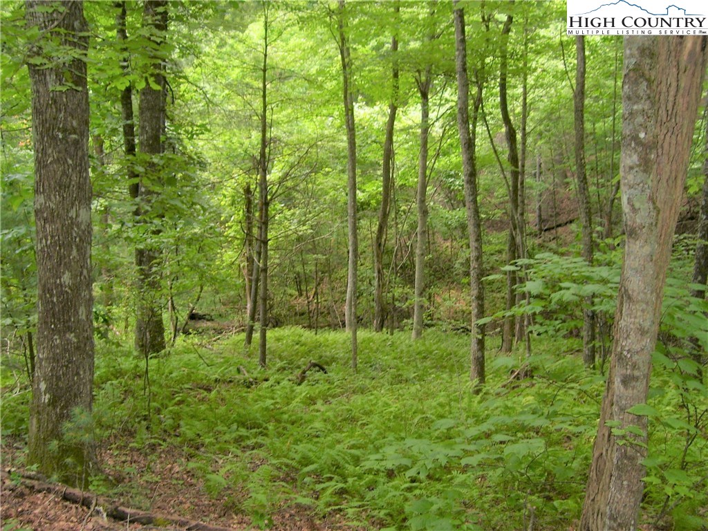 Pine Knoll Drive Fleetwood, NC 28626 - Photo 2 of 12