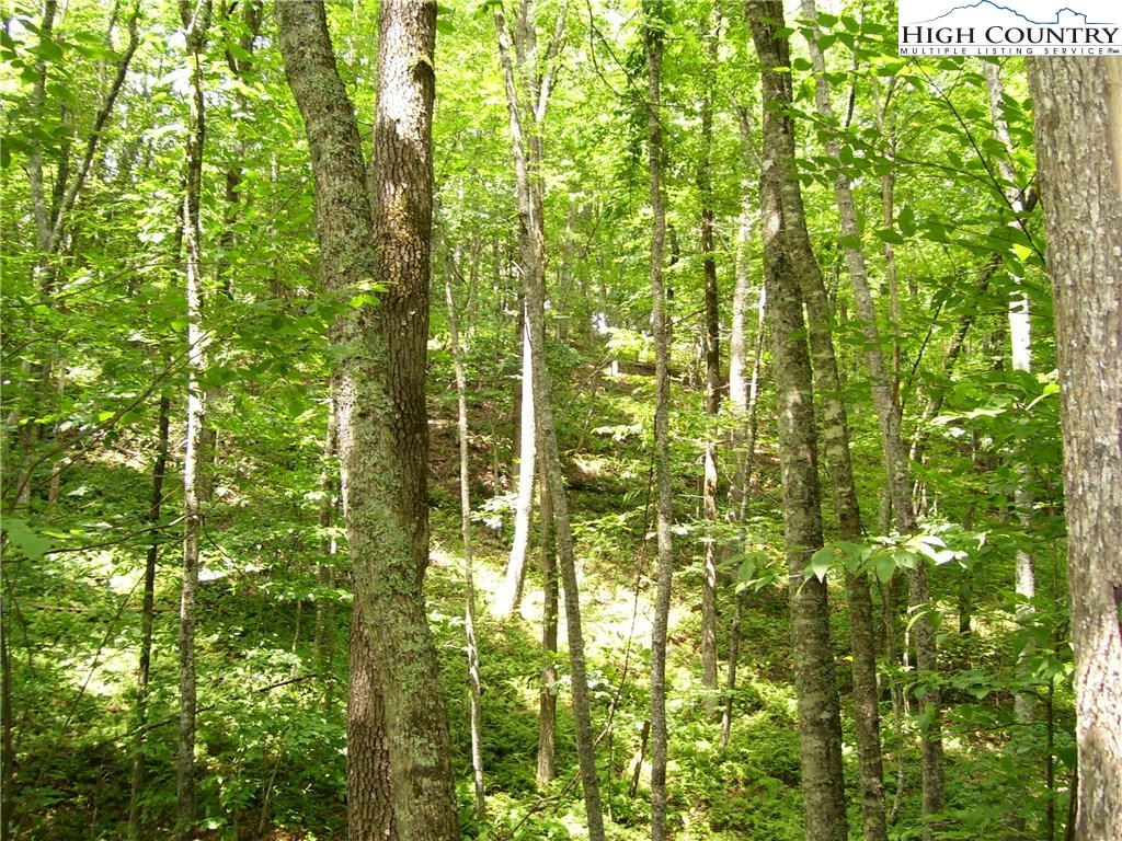 Pine Knoll Drive Fleetwood, NC 28626 - Photo 4 of 12