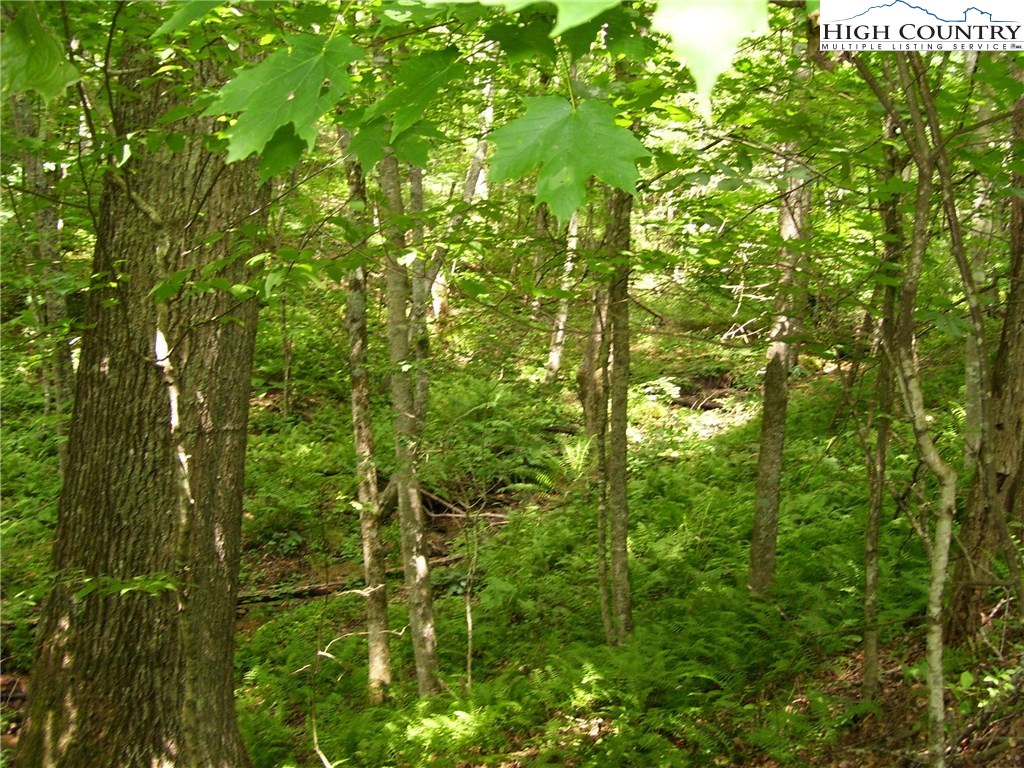 Pine Knoll Drive Fleetwood, NC 28626 - Photo 5 of 12