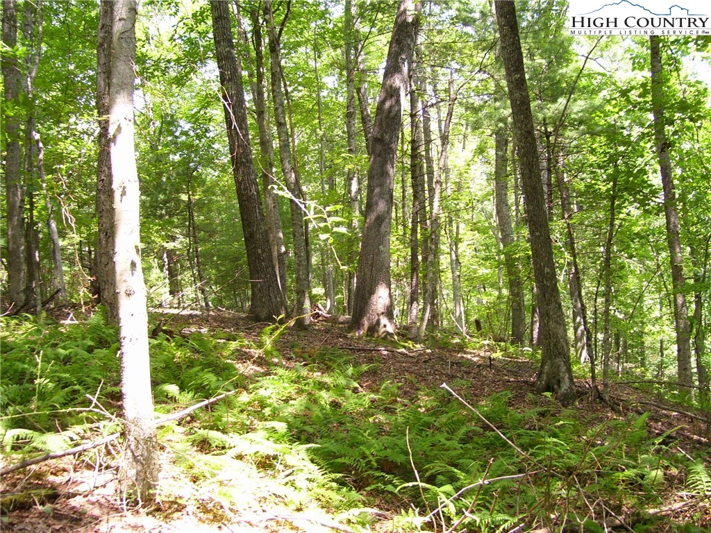 Pine Knoll Drive Fleetwood, NC 28626 - Photo 6 of 12