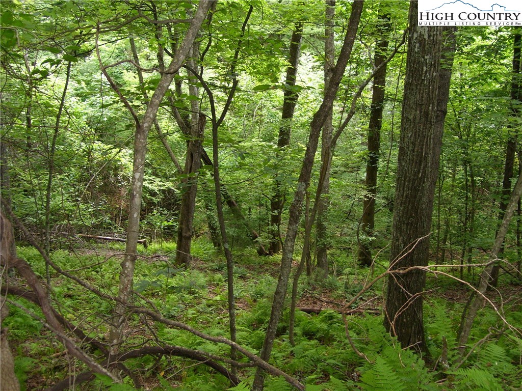 Pine Knoll Drive Fleetwood, NC 28626 - Photo 7 of 12