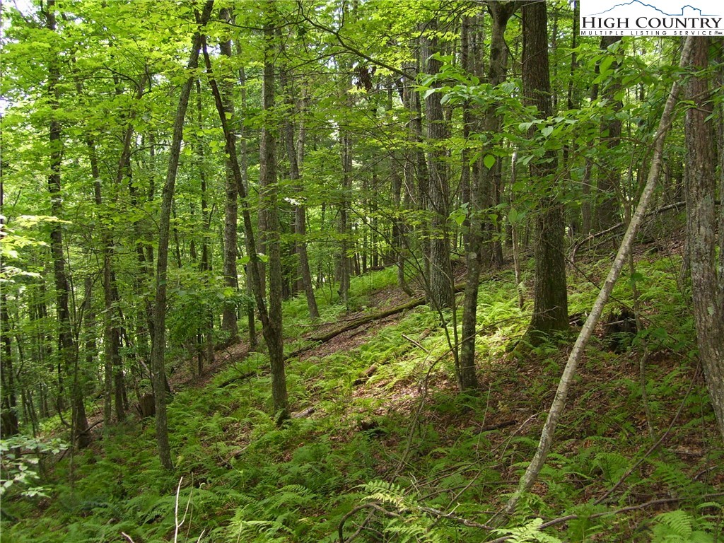 Pine Knoll Drive Fleetwood, NC 28626 - Photo 8 of 12