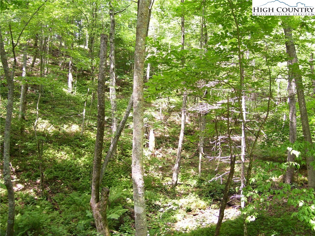 Pine Knoll Drive Fleetwood, NC 28626 - Photo 10 of 12