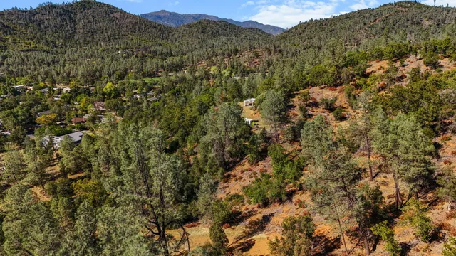 a view of a forest with a tree