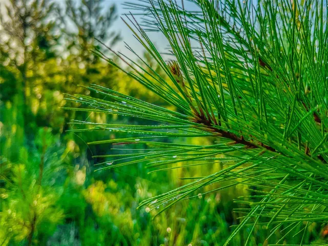 $700,000 | 485 Private Road 5475, Warren, TX 77664