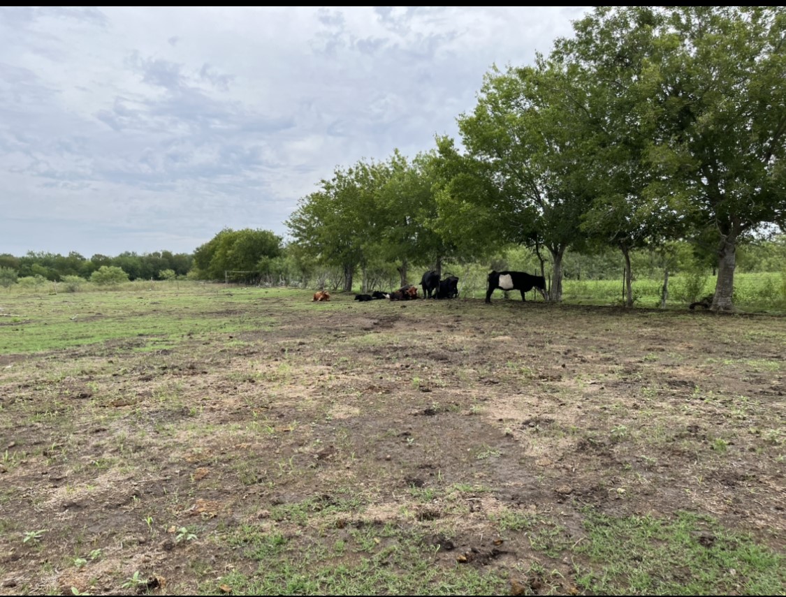 1976 Old Kelley Road Lockhart, TX 78644 - Photo 7 of 11 a view of a field with trees in the background