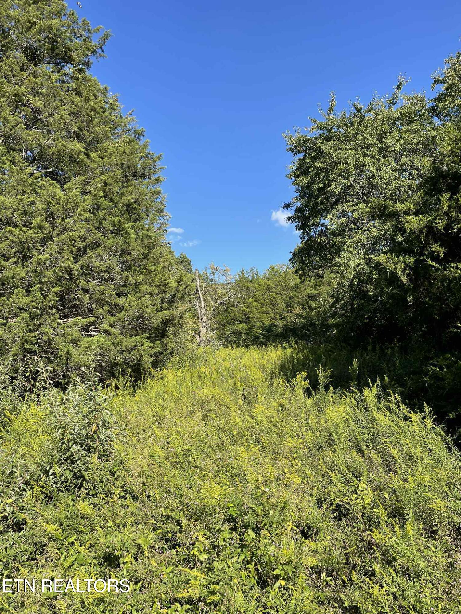Little Sycamore Road Tazewell, TN 37879 - Photo 18 of 22 07662693-c5ba-45b3-9eb7-9099fd70963b