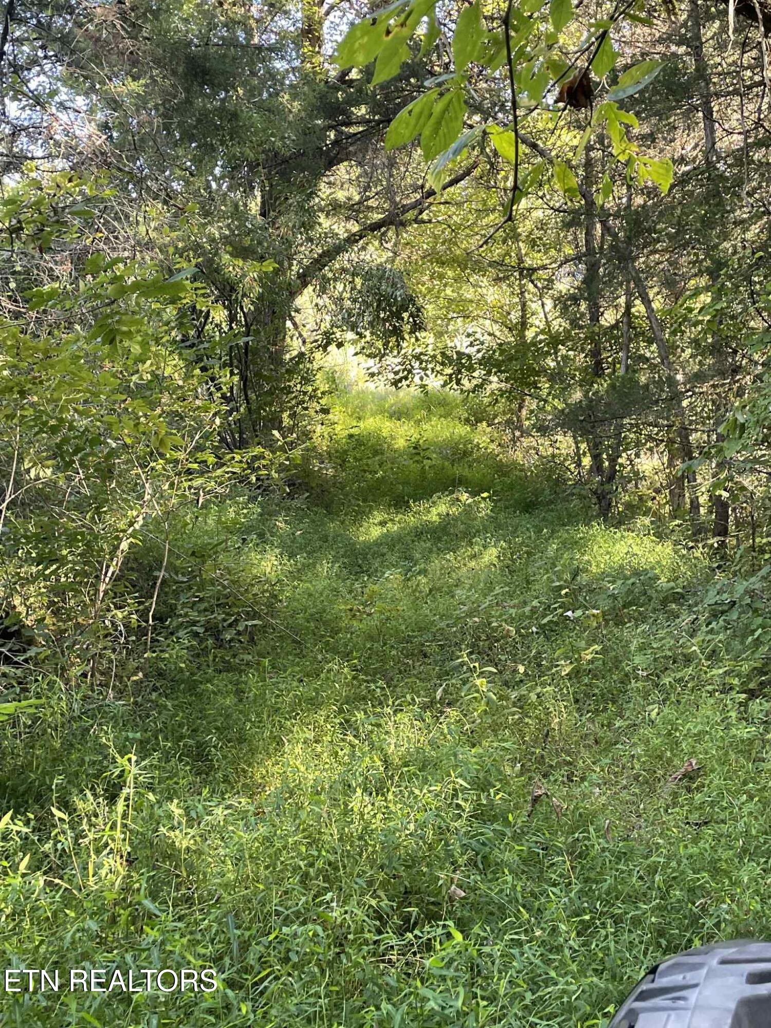 Little Sycamore Road Tazewell, TN 37879 - Photo 3 of 9 56f29c0c-75d8-439a-a763-9cf0805f4c0b