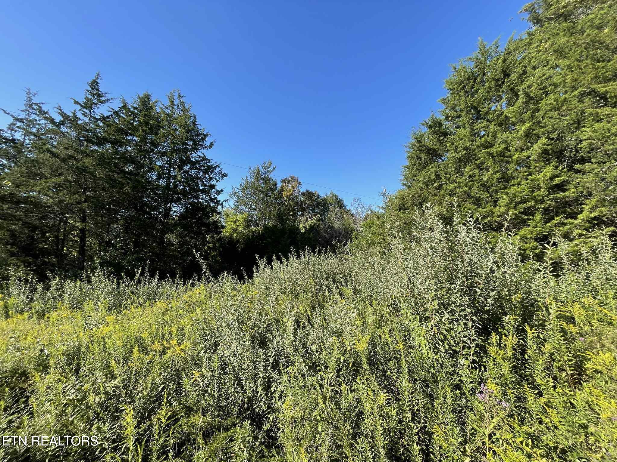 Little Sycamore Road Tazewell, TN 37879 - Photo 7 of 9 175238bc-fd4d-4a86-ad7d-405b9d739daa