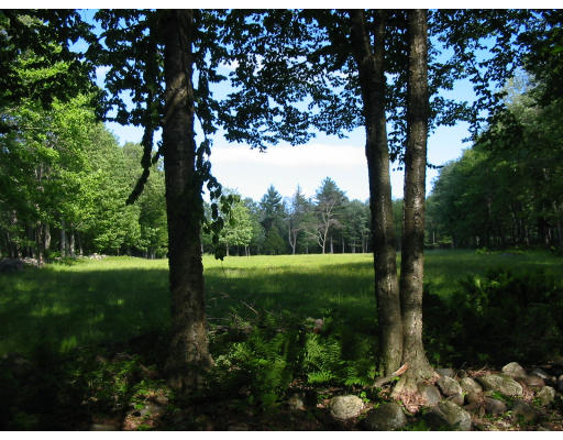 0 Sampson Road Huntington, MA 01050 - Photo 1 of 1 a yard with large trees