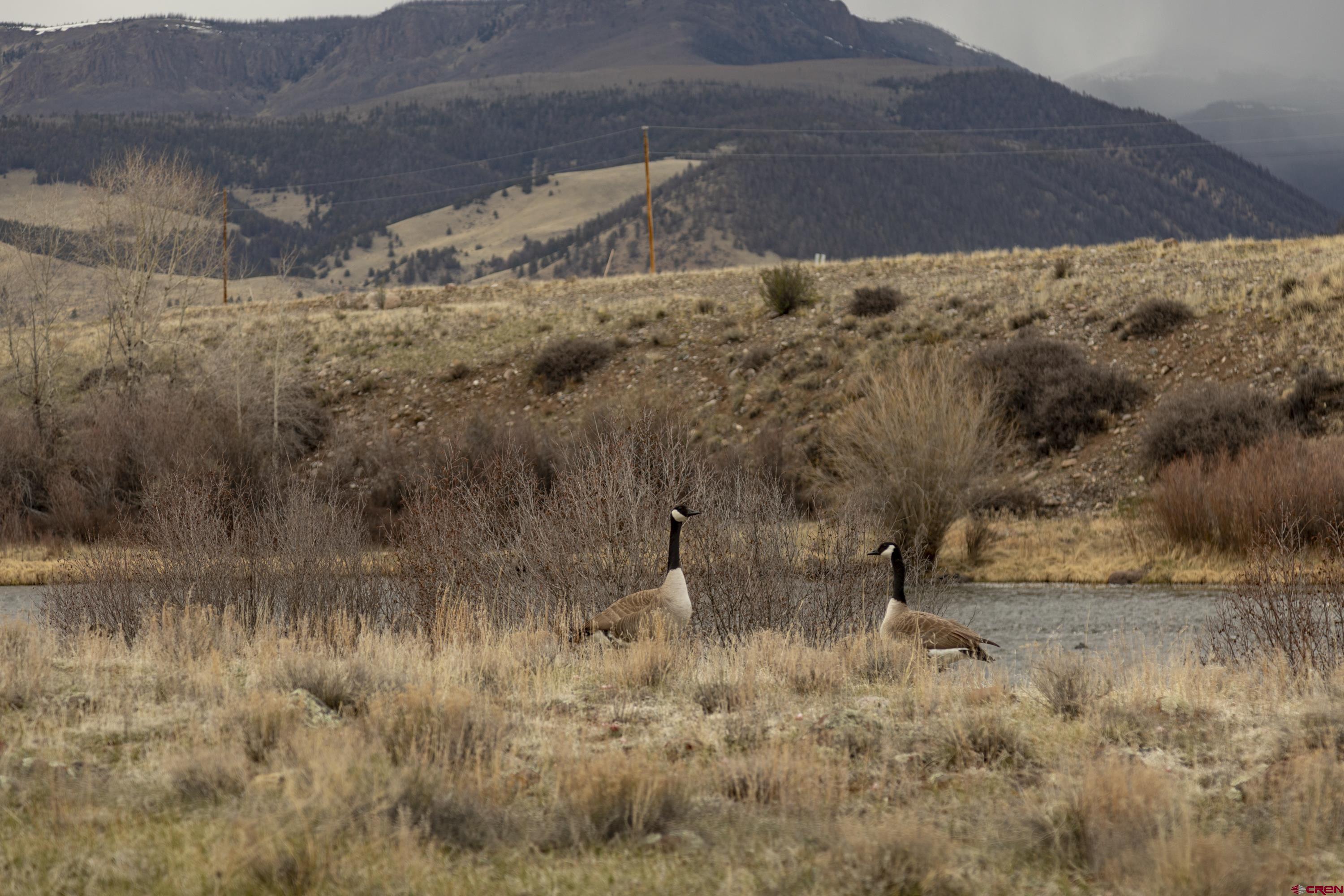 108 Forest Road Creede, CO 81130 - Photo 27 of 32 a view of a dry yard