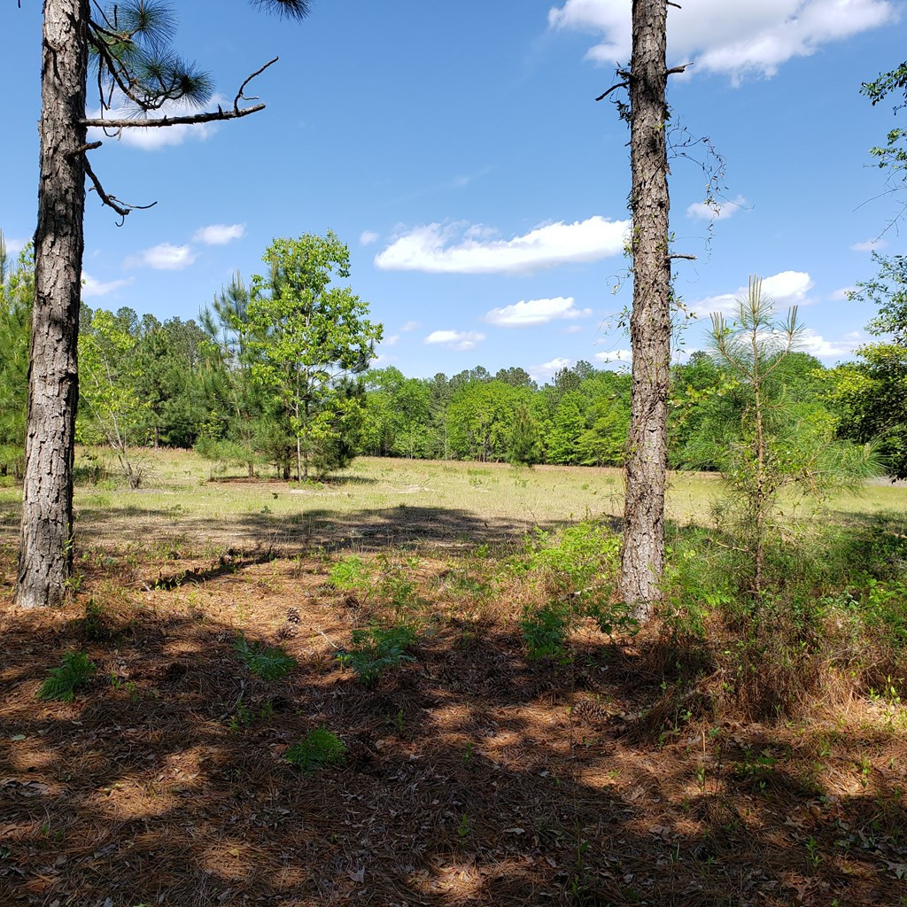 Lot 15 Dairy Road Monetta, SC 29105 - Photo 5 of 10
