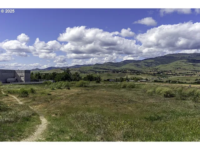 a view of a big yard with a large tree