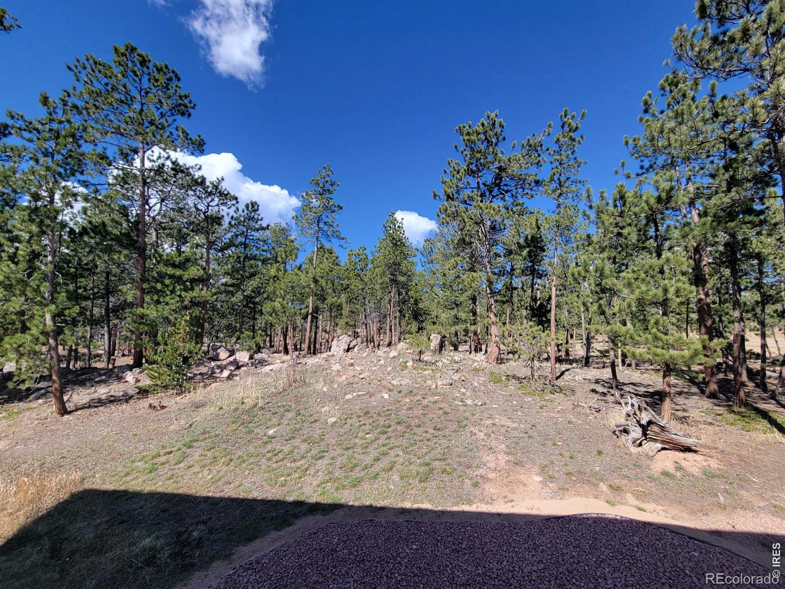 2225 North County Road Red Feather Lakes, CO 80545 - Photo 14 of 21 a view of a yard with a tree