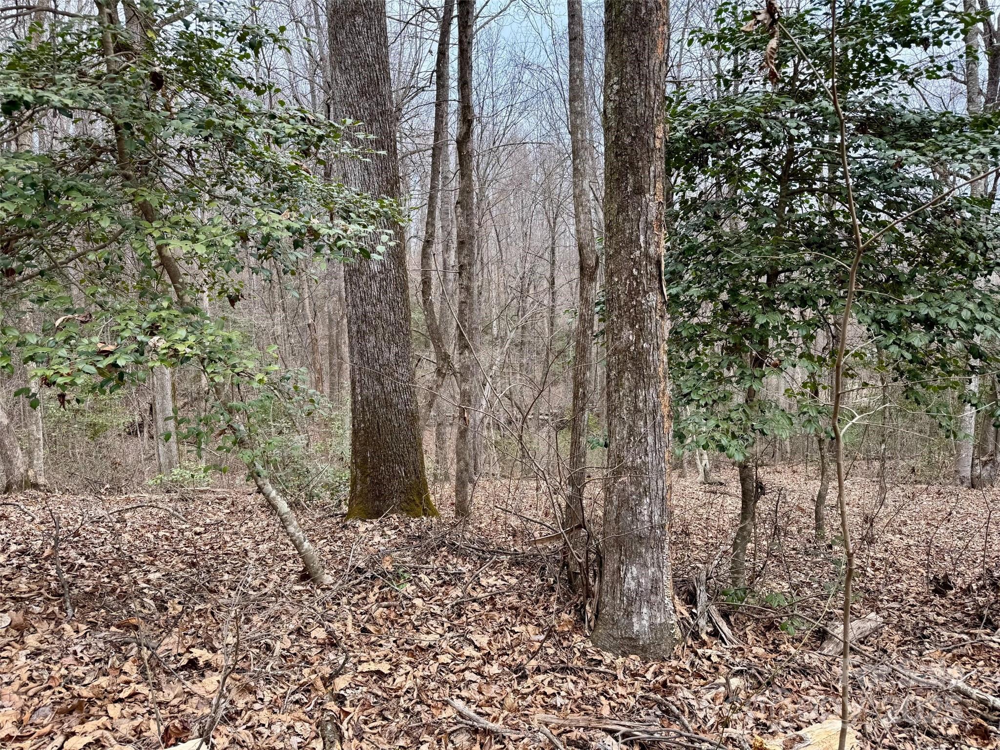 0 Orchard Mountain Road Saluda, NC 28773 - Photo 11 of 14