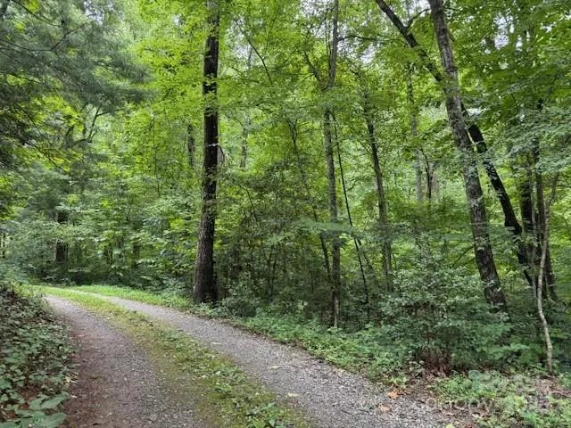 a view of a forest with trees