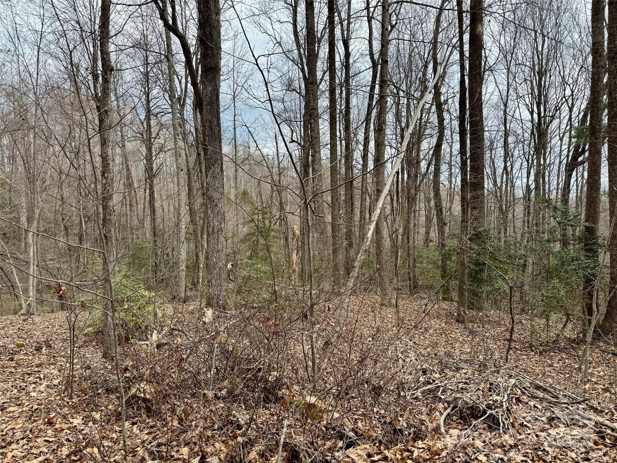 0 Orchard Mountain Road Saluda, NC 28773 - Photo 7 of 14