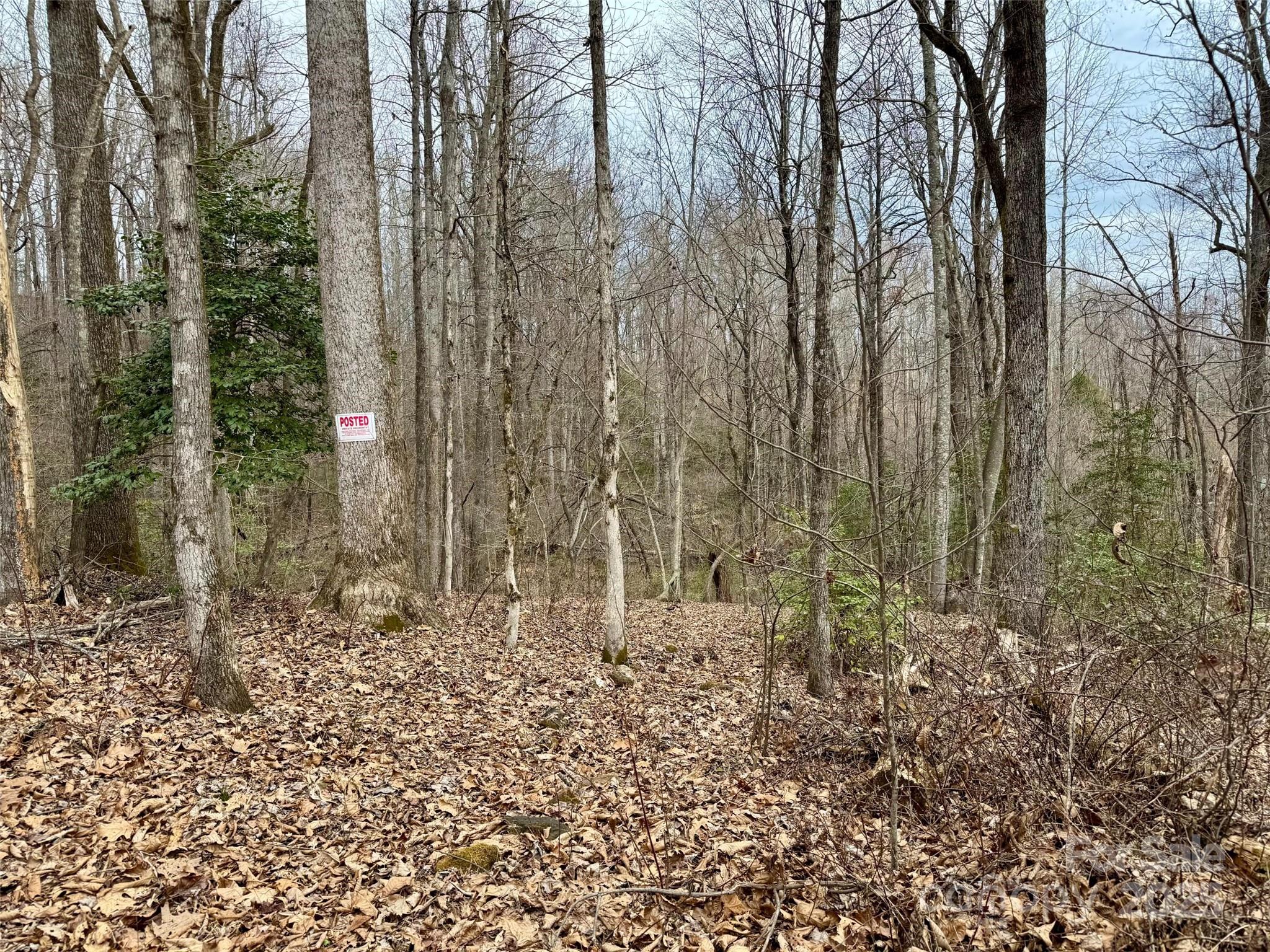 0 Orchard Mountain Road Saluda, NC 28773 - Photo 8 of 14