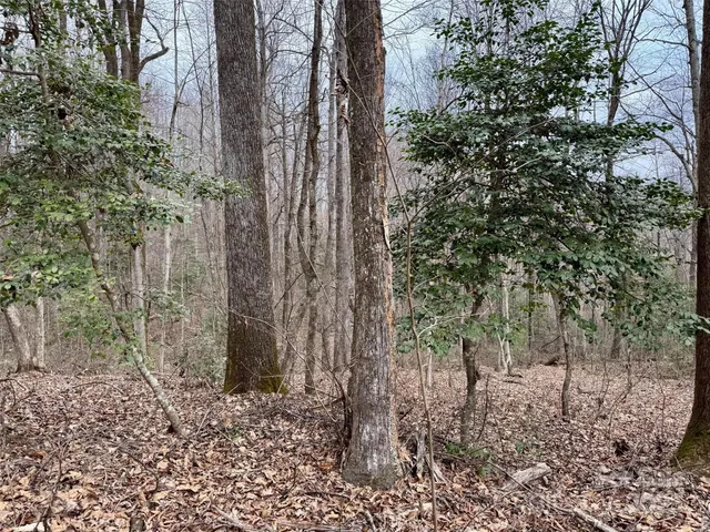a view of a forest with large trees