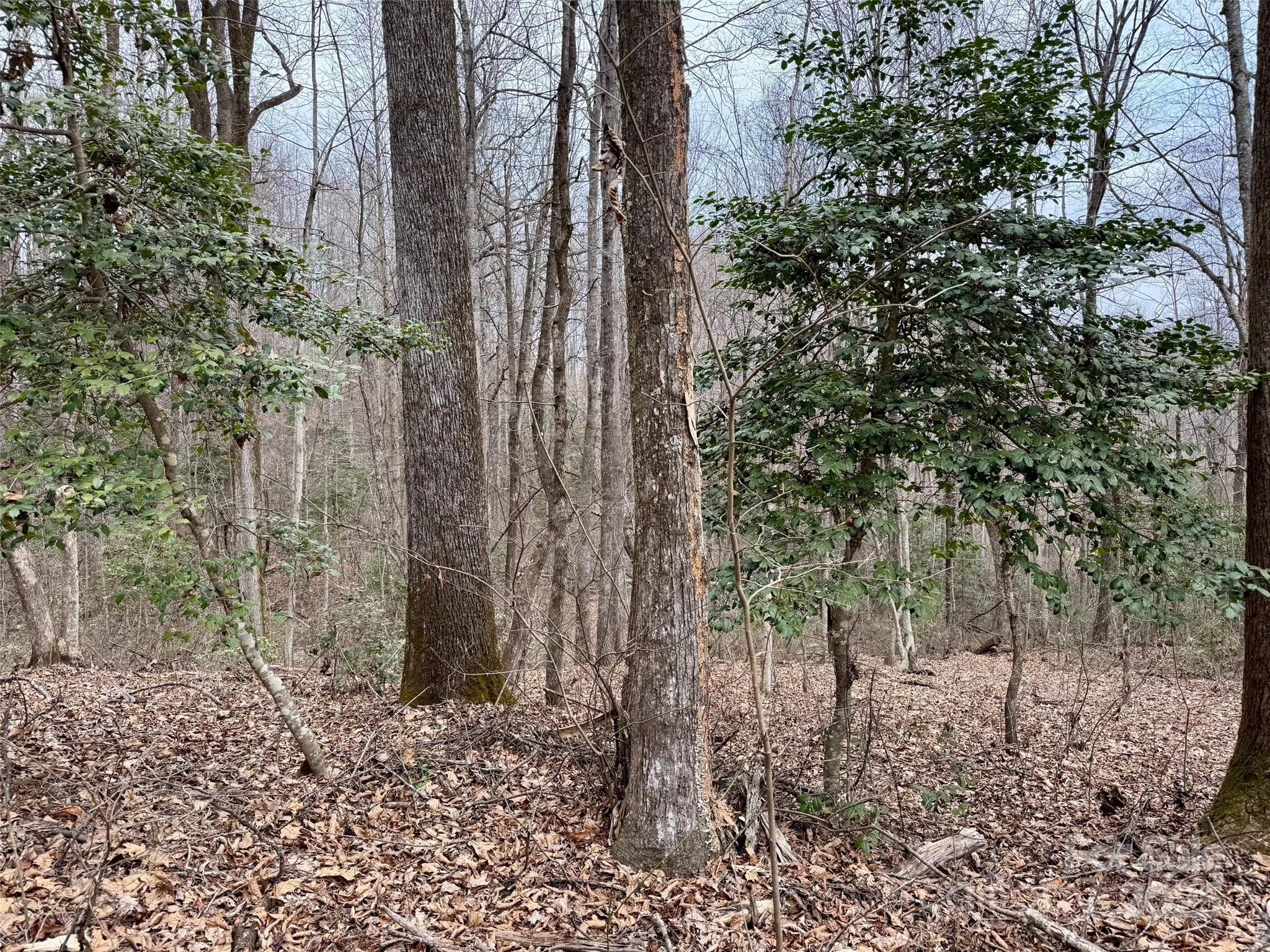 0 Orchard Mountain Road Saluda, NC 28773 - Photo 9 of 14