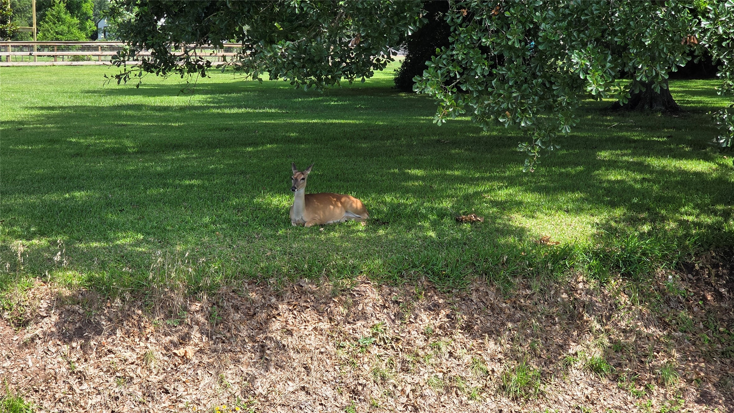 235 Cattle Drive Trail Angleton, TX 77515 - Photo 4 of 8 a big yard with lots of green space and deers