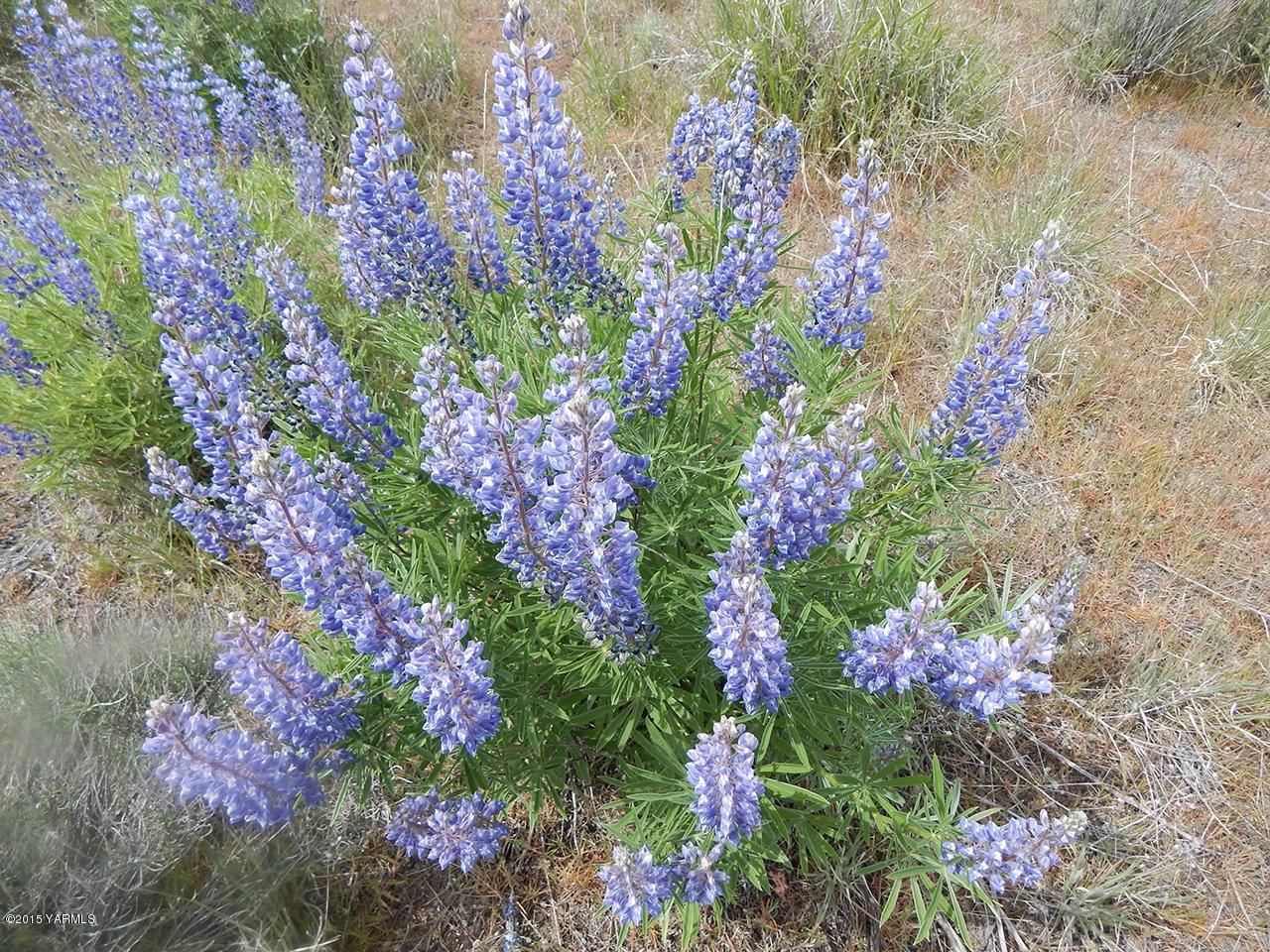 460 Kail Road Tieton, WA 98947 - Photo 6 of 6 a view of a flower in a garden