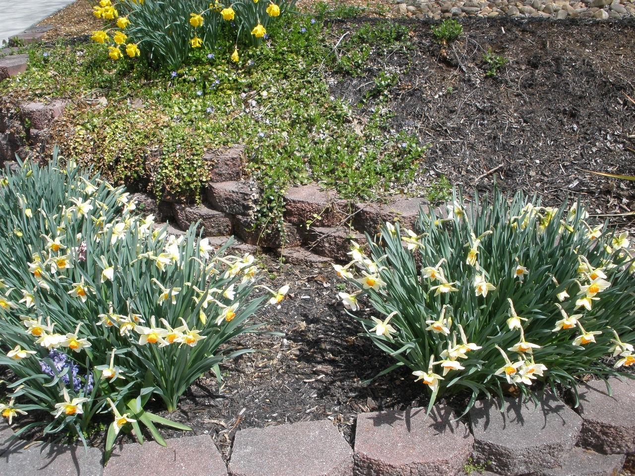 1470 River Road Kingston, TN 37763 - Photo 21 of 32 Spring Flowers