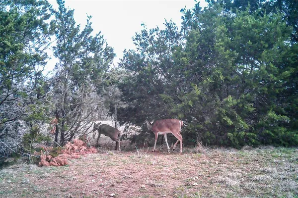 $899,000 | Tbd Straws Mill Road, Gatesville, TX 76528