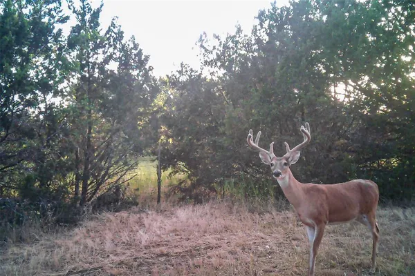 $899,000 | Tbd Straws Mill Road, Gatesville, TX 76528