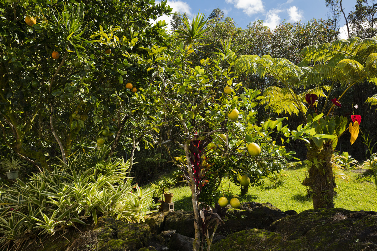 11-3545 Pikake Street Mountain View, HI 96771 - Photo 21 of 30 a view of a tree
