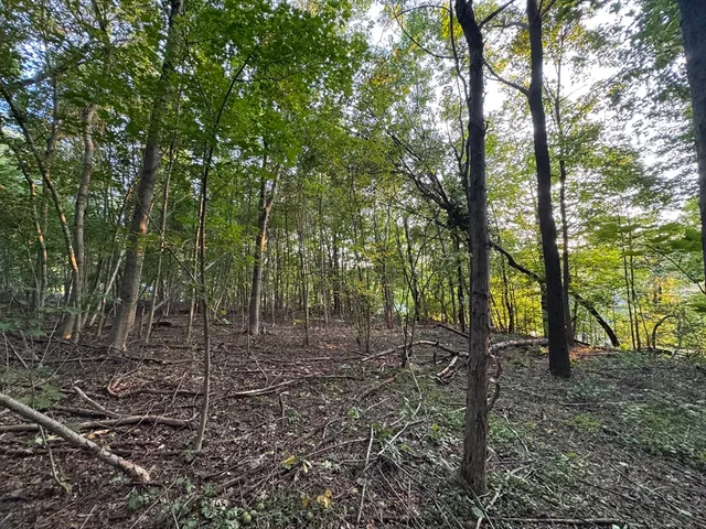 a view of a forest filled with trees