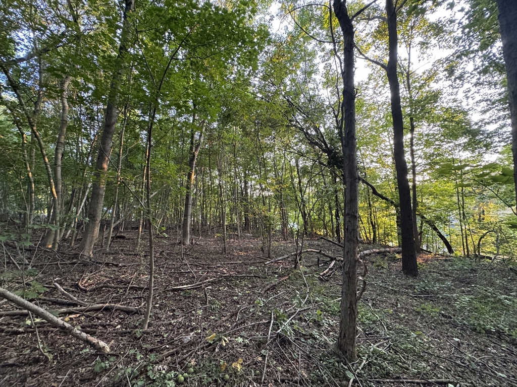 0 North Street North Brookfield, MA 01535 - Photo 12 of 14 a view of a forest filled with trees