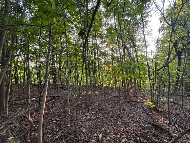 a view of a yard with plants and large trees