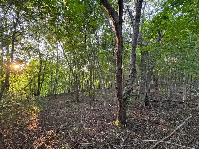 a view of a forest with trees in the background