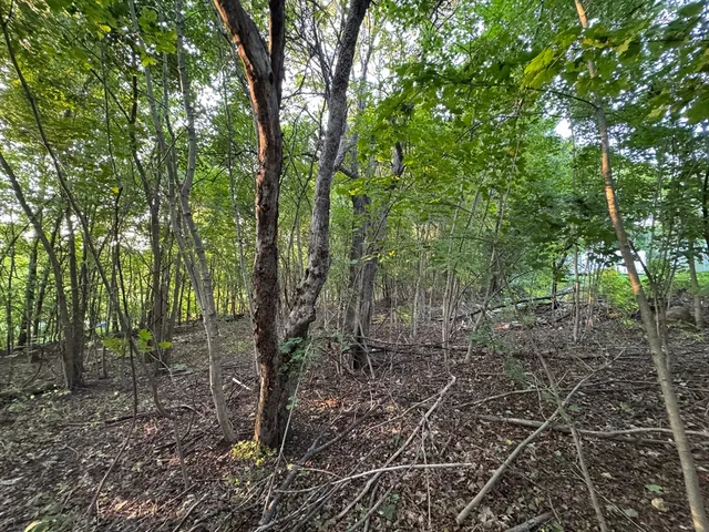 a view of a forest with trees