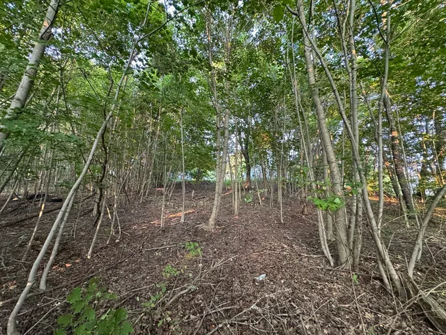 a view of a forest with trees