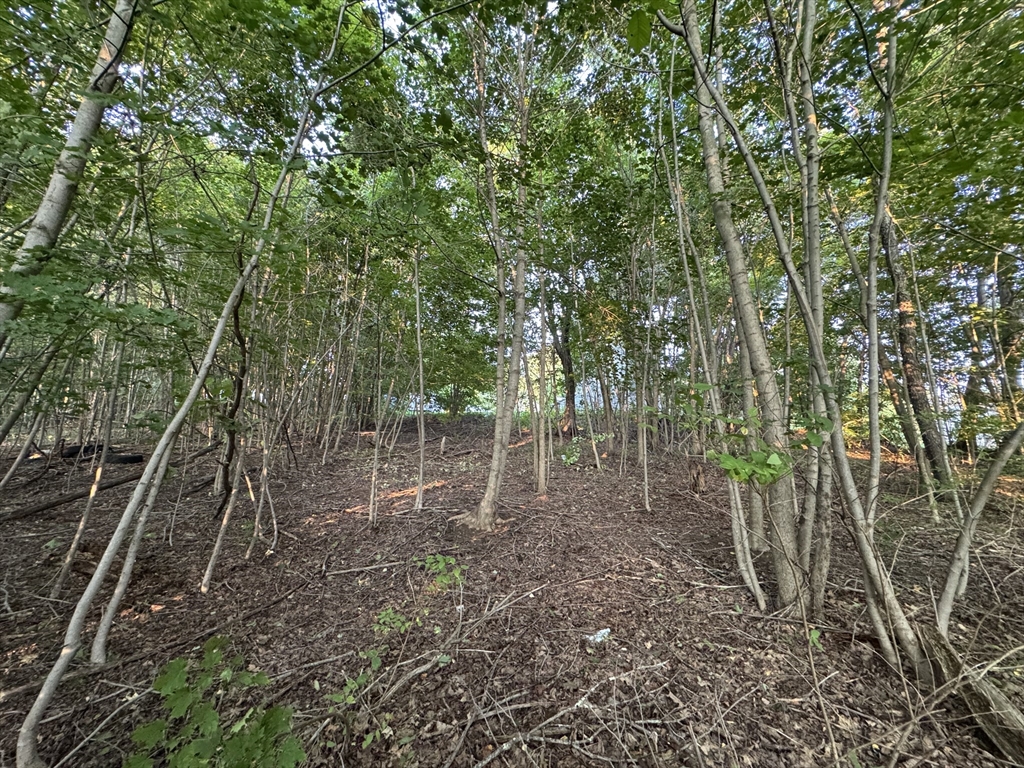 0 North Street North Brookfield, MA 01535 - Photo 8 of 14 a view of a forest with trees