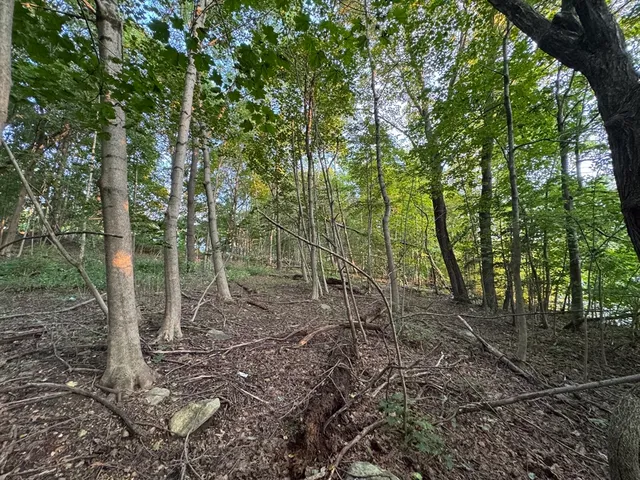 a view of a forest with trees