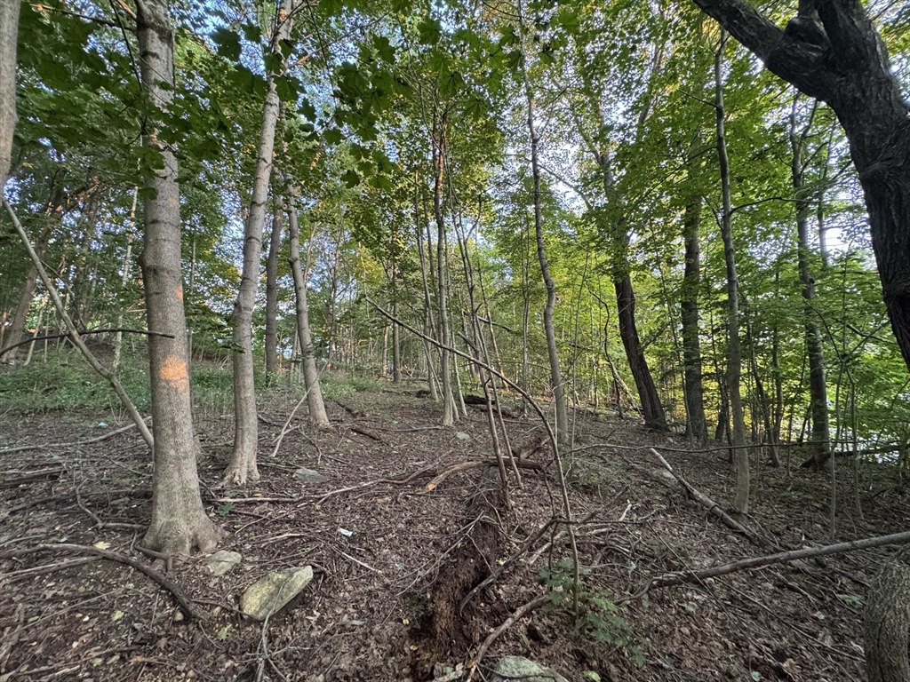 0 North Street North Brookfield, MA 01535 - Photo 9 of 14 a view of a forest with trees