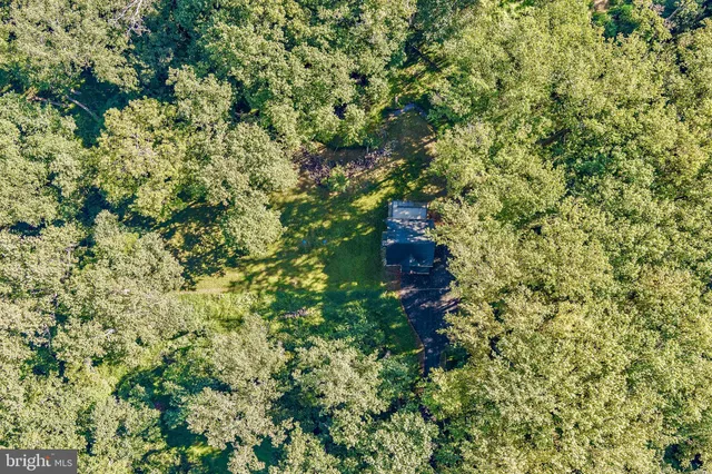 view of a tree in a garden