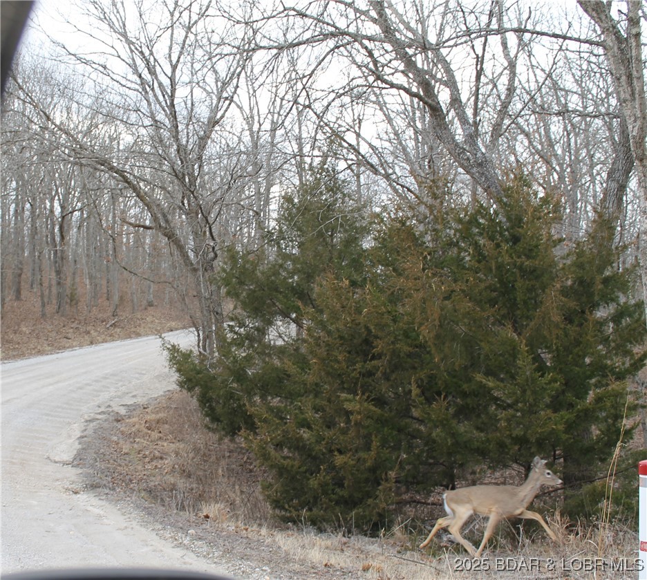 Tim Road, Unit 1903 Edwards, MO 65326 - Photo 6 of 10 Deer seen while driving on Forbes