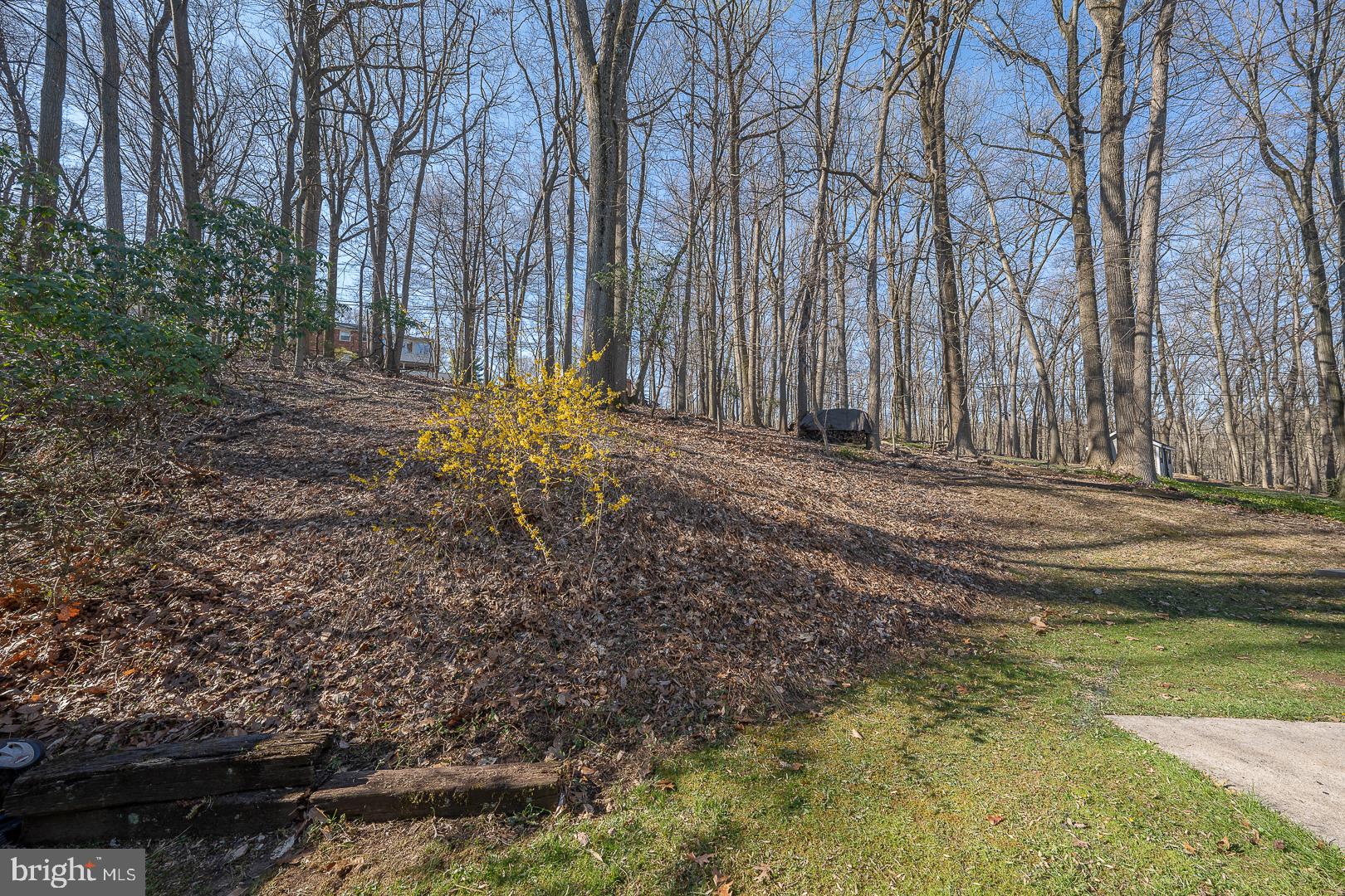 564 Forest Road Wayne, PA 19087 - Photo 47 of 61 Wooded hillside